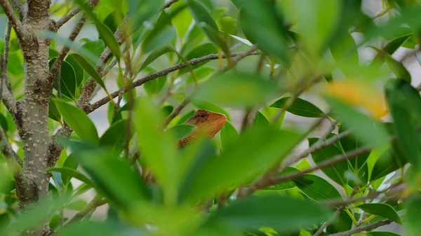 Lizard Hiding Green Leaves — Stock Photo, Image