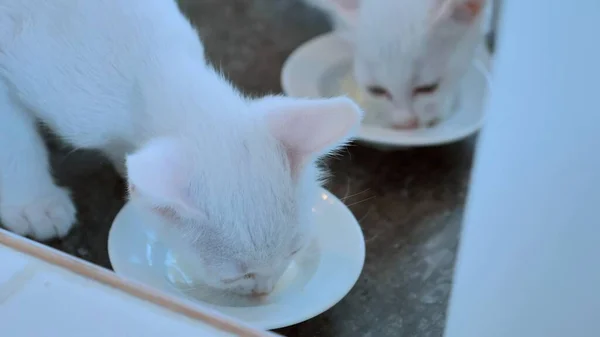 白い子猫2匹が鉢から食べます — ストック写真