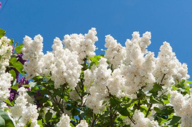 Bahar arka plan ile leylak