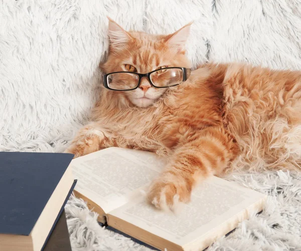 Мейн Кун кішка з книг, лежачи на дивані — стокове фото