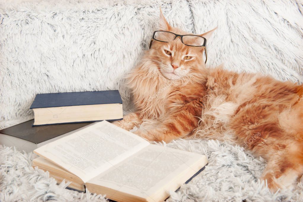 Maine Coon cat with books lying on the couch