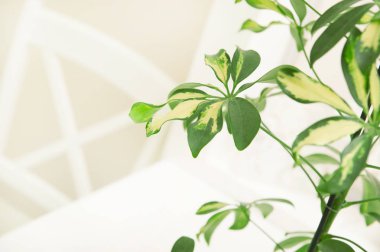 Yeşil bitkiler ile ışık arka plan