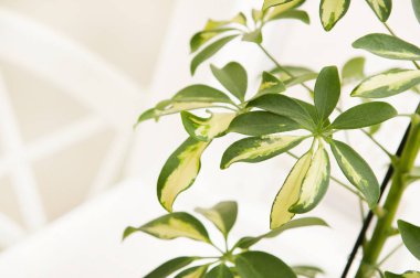 Yeşil bitkiler ile ışık arka plan