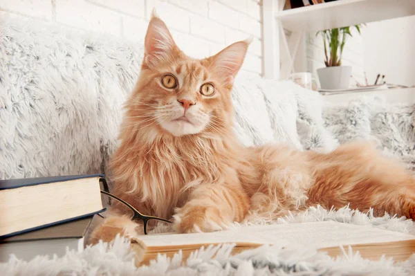 Maine Coon cat with books lying on the couch — Stock Photo, Image