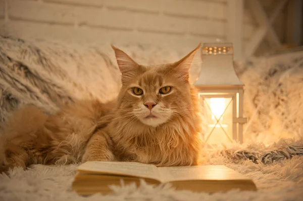 Maine Coon gatto con libri sdraiato sul divano — Foto Stock