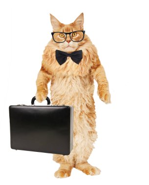 Beyaz zemin üzerine kırmızı kedi Maine Coon