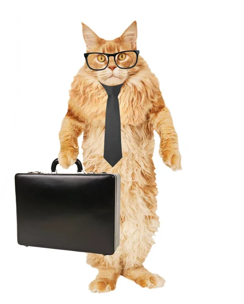 Maine Coon katt i glasögon, slips, med fall — Stockfoto