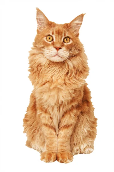 Red Maine Coon cat — Stock Photo, Image