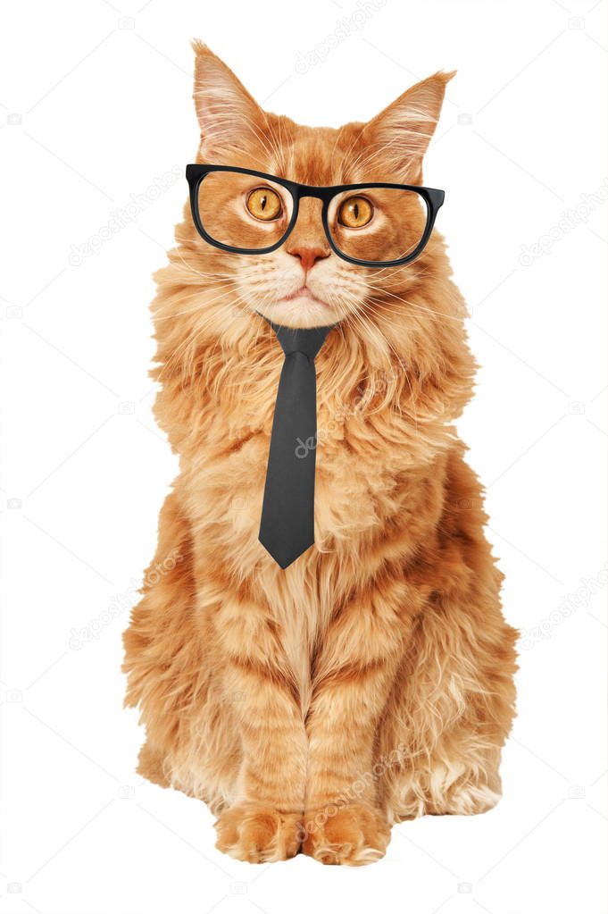 Maine Coon cat in a tie and glasses