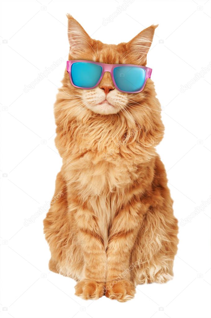 Maine Coon cat in sunglasses