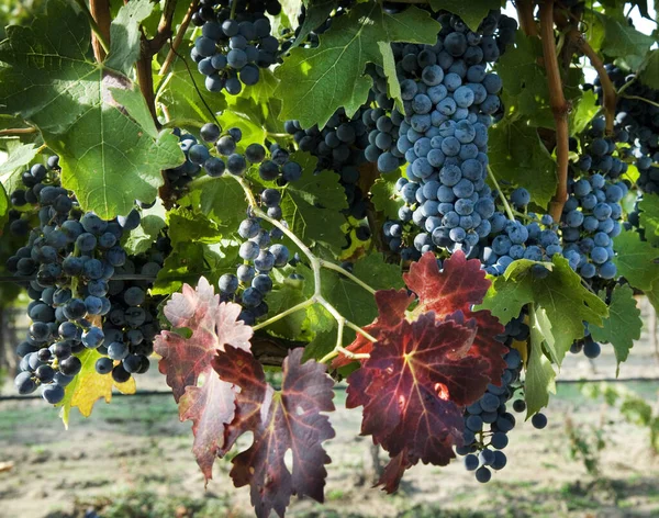 Racimos de uvas en la vid de uva — Foto de Stock