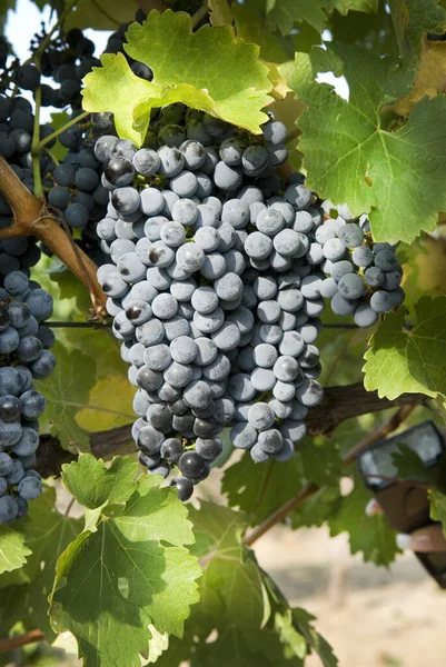 Racimos de uvas en la vid de uva — Foto de Stock