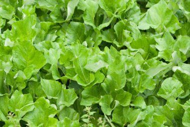 marul Soyut arkaplan