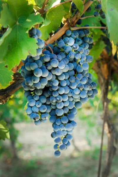 Manojos de uvas en la vid — Foto de Stock