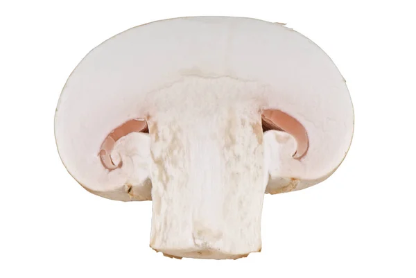 Pilz auf weißem Hintergrund — Stockfoto