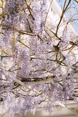 Çiçek açan morsalkım ağacı