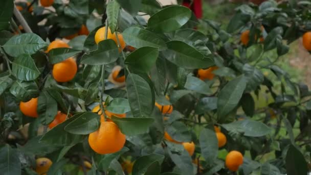 สวนต้นไม้แทนเดอรีน สาขาที่มีผลไม้แมนดารินสีเหลืองและสีส้ม . — วีดีโอสต็อก