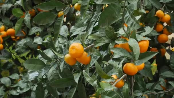 Tangerínská zahrada. Větve se žlutým a oranžovým mandarinkovým ovocem. — Stock video