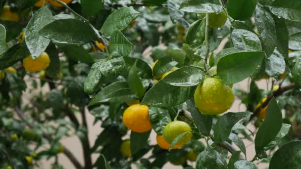 Taman pohon Tangerine. Cabang dengan buah mandarin kuning, hijau, oranye. Hujan menetes di dedaunan. — Stok Video