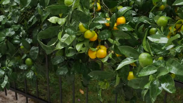 Tangerine tree garden. Branches with yellow, green, orange mandarin fruits. Raindrops on the foliage. — Stock Video
