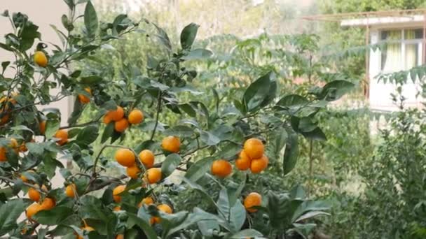 唐人街花园带有黄色和橙色柑橘果的分枝. — 图库视频影像