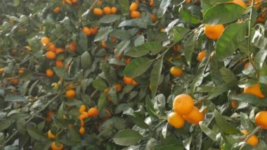 Mandalina ağacı bahçesi. Sarı ve turuncu mandallı dallar.