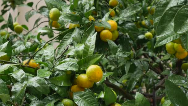 唐人街花园分枝与黄色，绿色，橙色柑橘果。树叶上的雨滴. — 图库视频影像