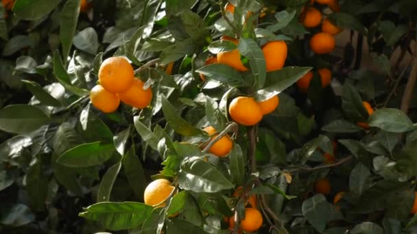 Tangerine fa kert. Sárga és narancssárga mandarin gyümölcsös ágak. — Stock videók