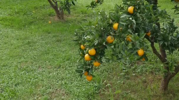 Сад с мандаринами. Ветви с желтыми и оранжевыми фруктами мандарина . — стоковое видео