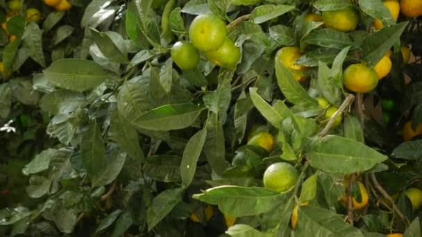 Jardín de árboles de mandarina. Ramas con frutos de mandarina amarillos, verdes y anaranjados. Gotas de lluvia en el follaje . — Vídeos de Stock