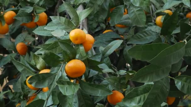 Tangerine fa kert. Sárga és narancssárga mandarin gyümölcsös ágak. — Stock videók