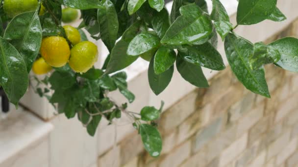 Tangerin trädträdgård. Filialer med gula, gröna, orange mandarinfrukter. Regndroppar på bladverket. — Stockvideo