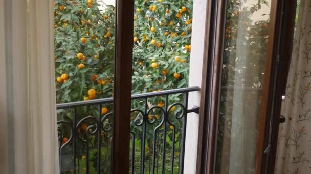 Mandarinenbaumgarten. Zweige mit gelben und orangen Mandarinenfrüchten. Obstgarten, Blick aus dem Fenster des Hauses. — Stockvideo