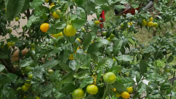 Tangerine fa kert. Sárga, zöld, narancssárga mandarin gyümölcsös ágak. Esőcseppek a lombozaton. — Stock videók