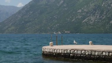 Karadağ 'ın Dobrota kentindeki Kotor Körfezi' nde bir taş iskeledeki bir martı. Krom banyo merdiveni. Perast şehrinin üzerindeki yeşil dağların manzarası.