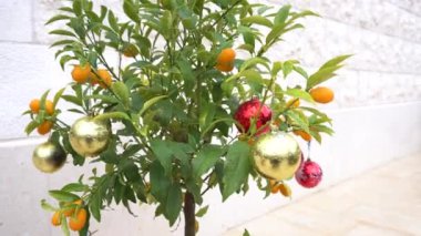 Sıcak ülkelerde Noel kutlaması. Turuncu olgun kumkat ya da fal meyveleri, Kinkan Noel ağacı oyuncaklarıyla süslenmiş. Tenceredeki bir ağacın dallarında. Rüzgarda sallanıyor.