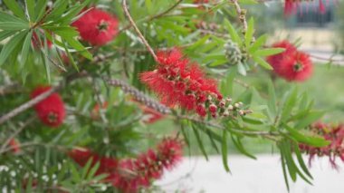 Çiçek açan Callistemon çiçekleri arıları döller. Fırçalara benzeyen güzel kırmızı çiçekler..
