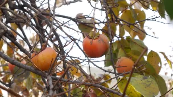 Помаранчеві та жовті стиглі плоди хурми на гілках дерев . — стокове відео