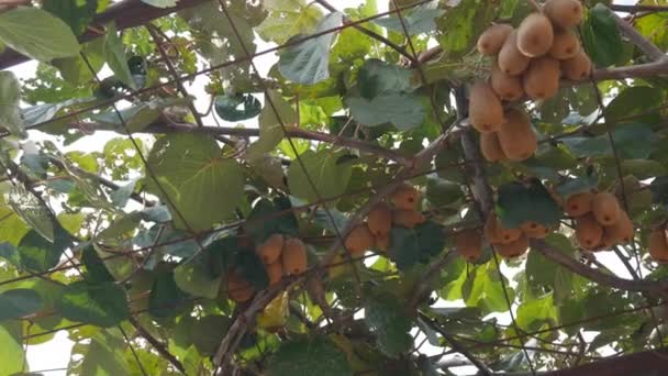 Många mogna stora kiwifrukter på trädgrenar. — Stockvideo