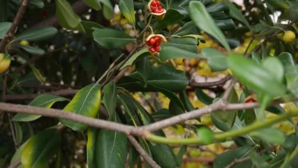 Bols abiertos con semillas rojas del arbusto Pittosporum tobira, entre follaje verde . — Vídeos de Stock