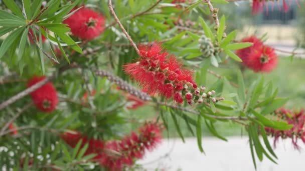 A virágzó Callistemon virágok beporozzák a méheket. Gyönyörű vörös virágok hasonlítanak ecsetek. — Stock videók