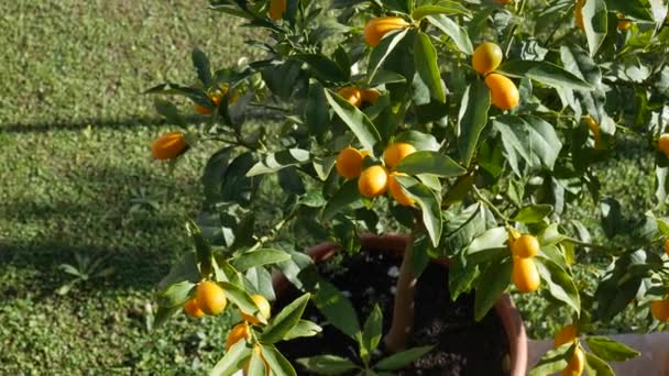 Naranja frutos maduros de kumquat o fortunella, kinkan. Sobre las ramas de un árbol en una olla. Se balancea en el viento . — Vídeo de stock