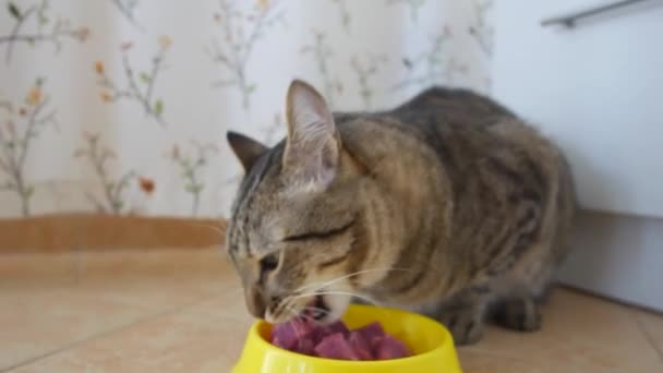 Šedá kočka v barvě tabby jí syrové maso ze žluté misky. — Stock video