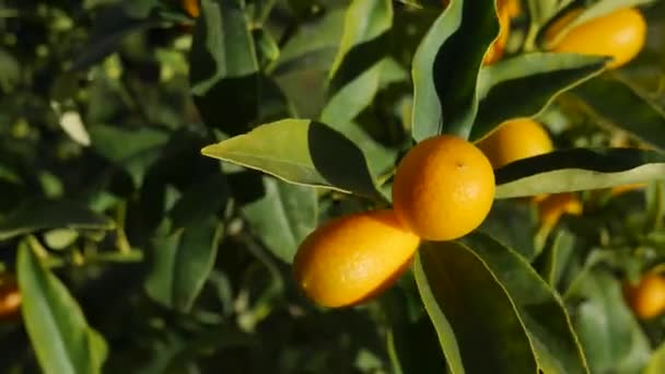 Oranje rijpe vruchten van kumquat of fortunella, kinkan. Op de takken van een boom in een pot. Sways in the wind. — Stockvideo