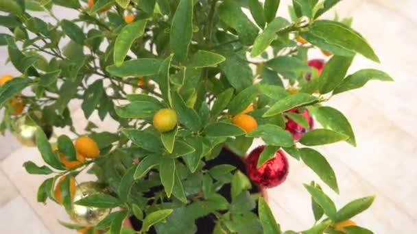 Oranje rijpe vruchten van kumquat of fortunella, kinkan. Op de takken van een boom in een pot. Sways in the wind. — Stockvideo