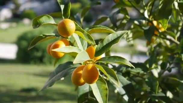 Оранжевые спелые плоды кумквата или фортуны, кинкан. На ветках дерева в кастрюле. Sways in the wind . — стоковое видео