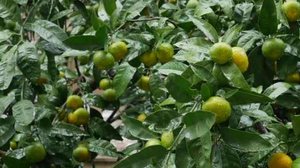 Мандариновий сад дерев. Гілки з жовтими, зеленими, помаранчевими мандариновими фруктами. Краплі на листі . — стокове відео