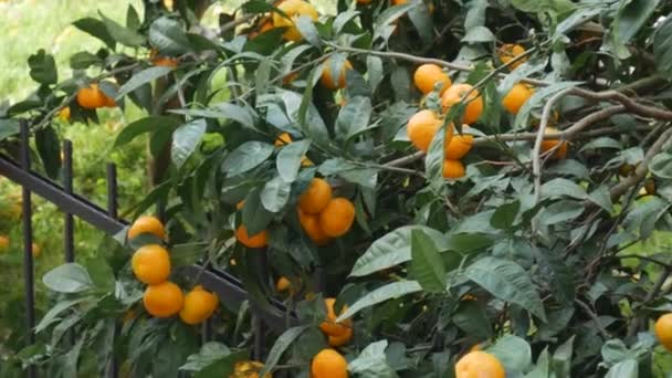 Tangerine fa kert. Sárga és narancssárga mandarin gyümölcsös ágak. — Stock videók