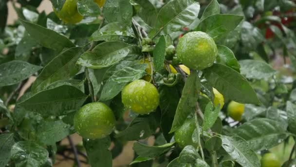 Tangerine fa kert. Sárga, zöld, narancssárga mandarin gyümölcsös ágak. Esőcseppek a lombozaton. — Stock videók