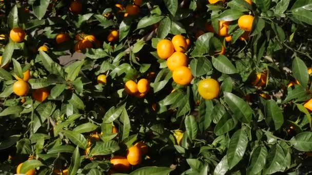 Tangerine fa kert. Sárga és narancssárga mandarin gyümölcsös ágak. — Stock videók